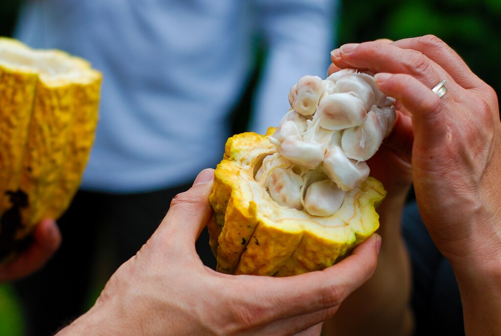 Chocolate history - coca fruit explained