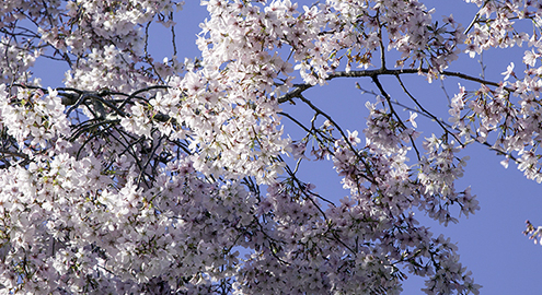 Cherry Blossoms