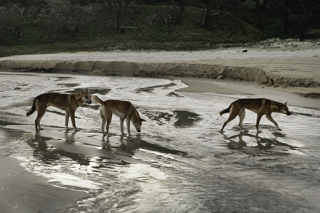 K'gari Cultural Tours - Wongari (dingoes) roaming along the beaches of K’gari.