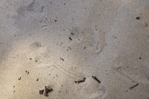 K'gari Cultural Experience - bearded dragon tracks