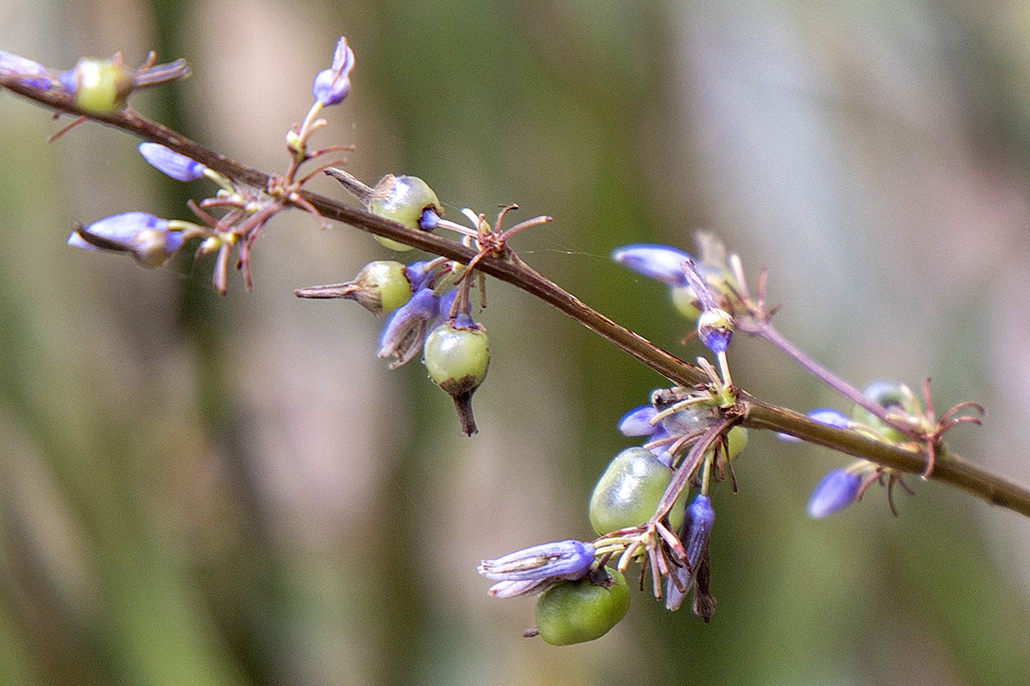 K'gari Cultural Experience - Flax Lilly