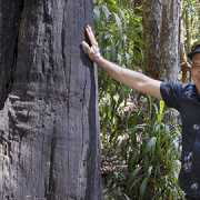 K'gari Cultural Experience - Tour guide standing next to a tree.