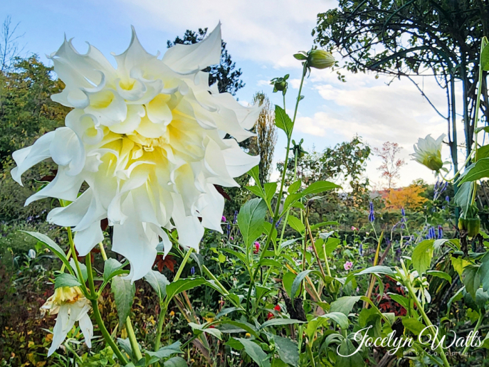 Monet’s Garden at Giverny Paris Travel Photography