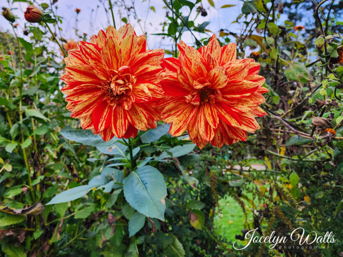 Monet’s Garden at Giverny Paris Travel Photography