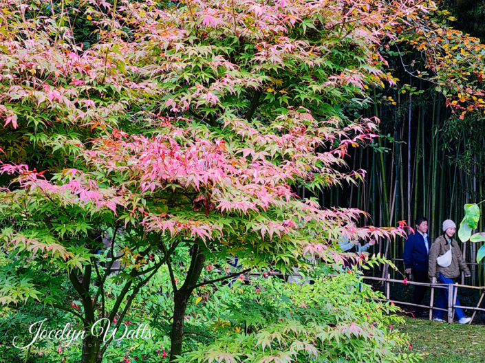 Monet’s Garden at Giverny Paris Travel Photography