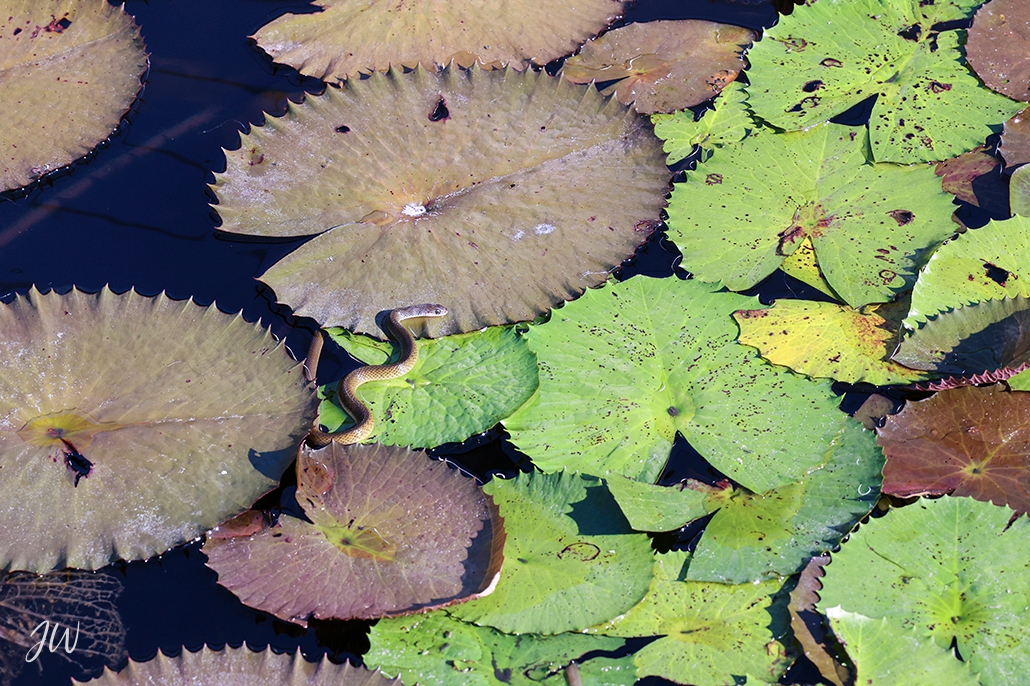 Oaks Port Douglas - snake in the lily pond