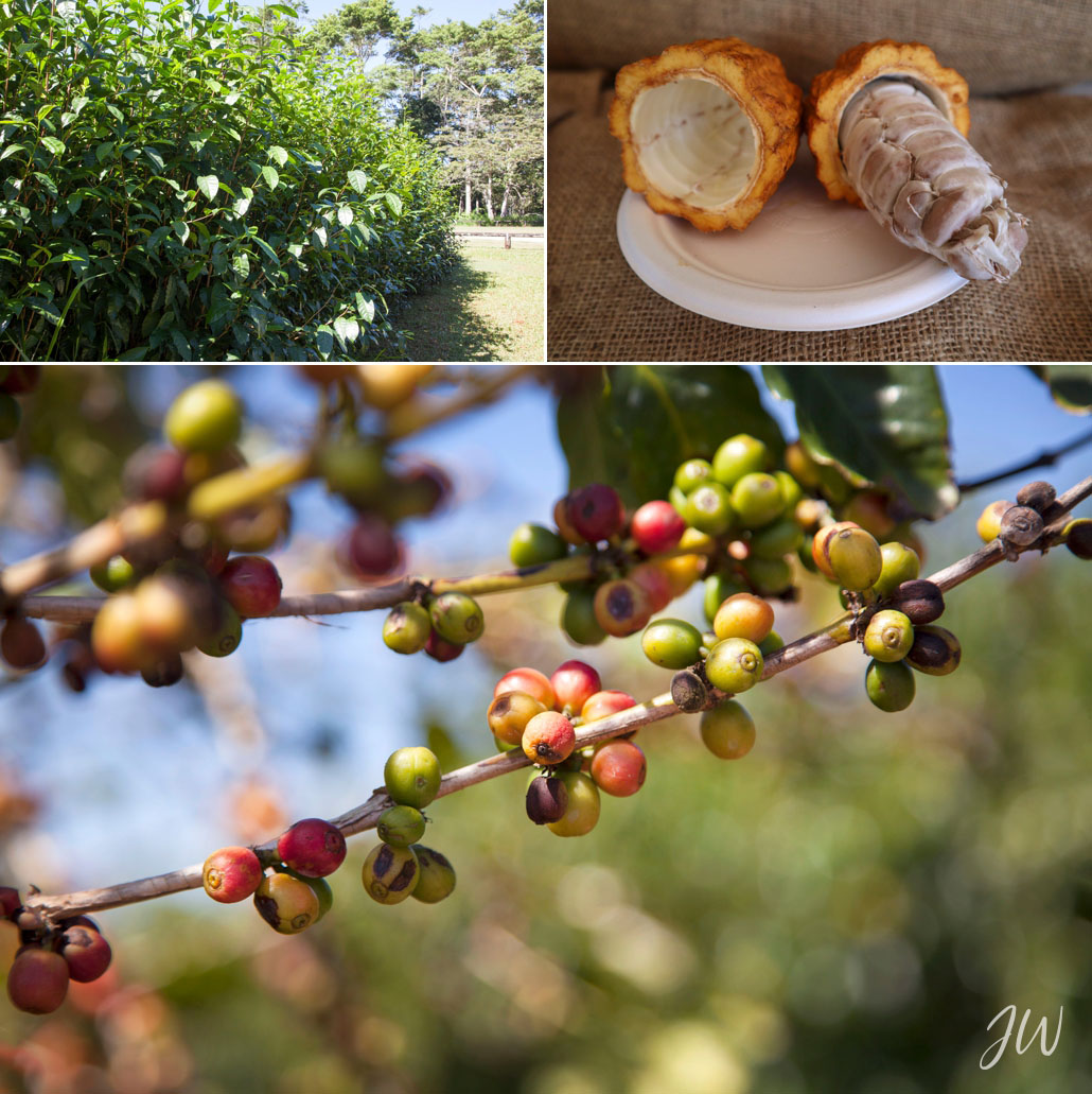 Best Things to do Near Mission Beach - tea, cocoa and coffee plantations.