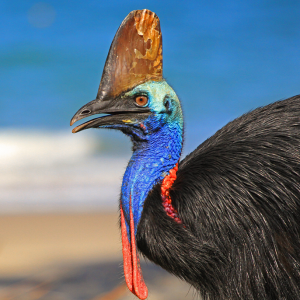 Best Things to do Near Mission Beach - Southern Cassowary 
