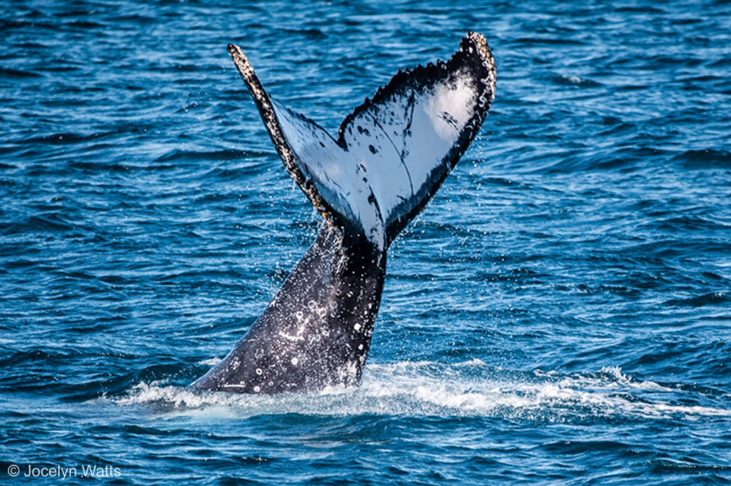 Humpback whale tail diving in Hervey Bay during migration season