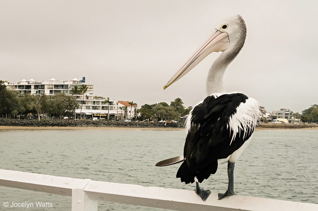 Pelican perched on railing near Urangan Pier in Hervey Bay
