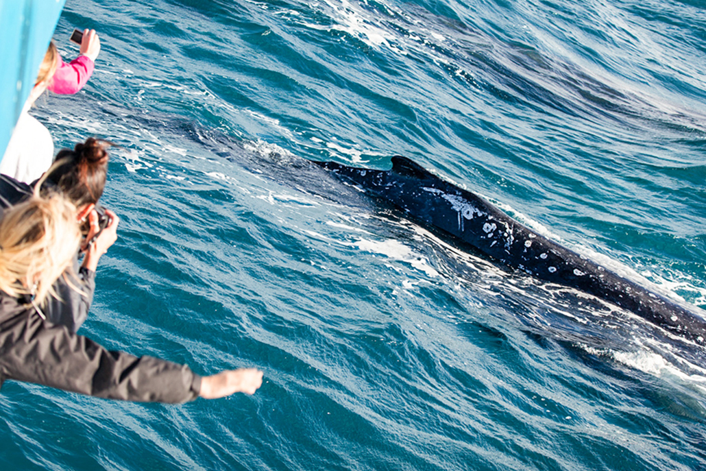 Hervey Bay whale watching Fraser Coast lifestyle experience