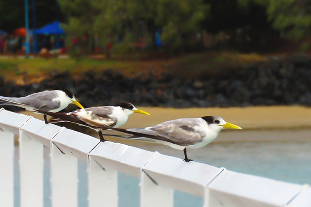 Coastal birds perched on railing Hervey Bay foreshore Queensland