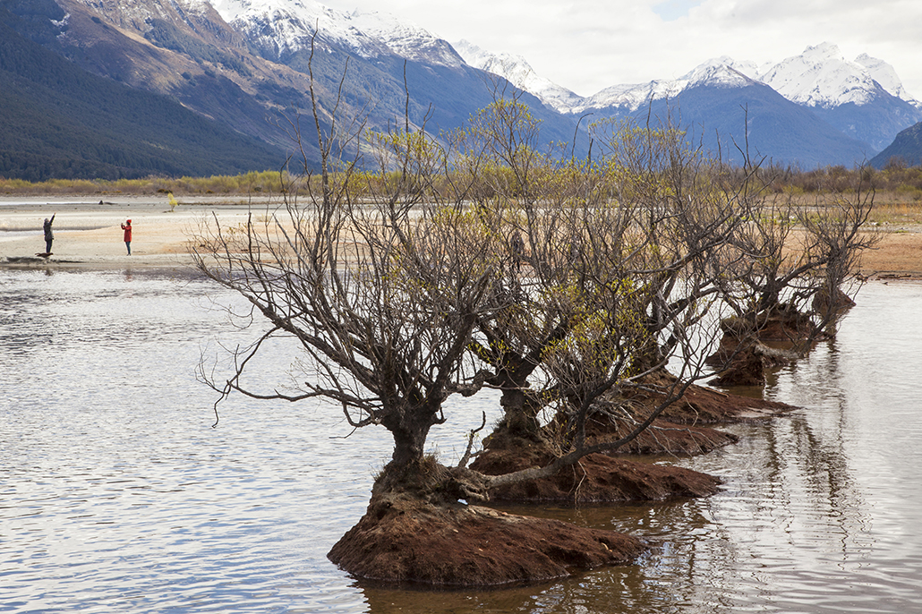 Explore Travel: Willow trees growing in shallow water near Glenorchy with snow-capped mountains in the background.