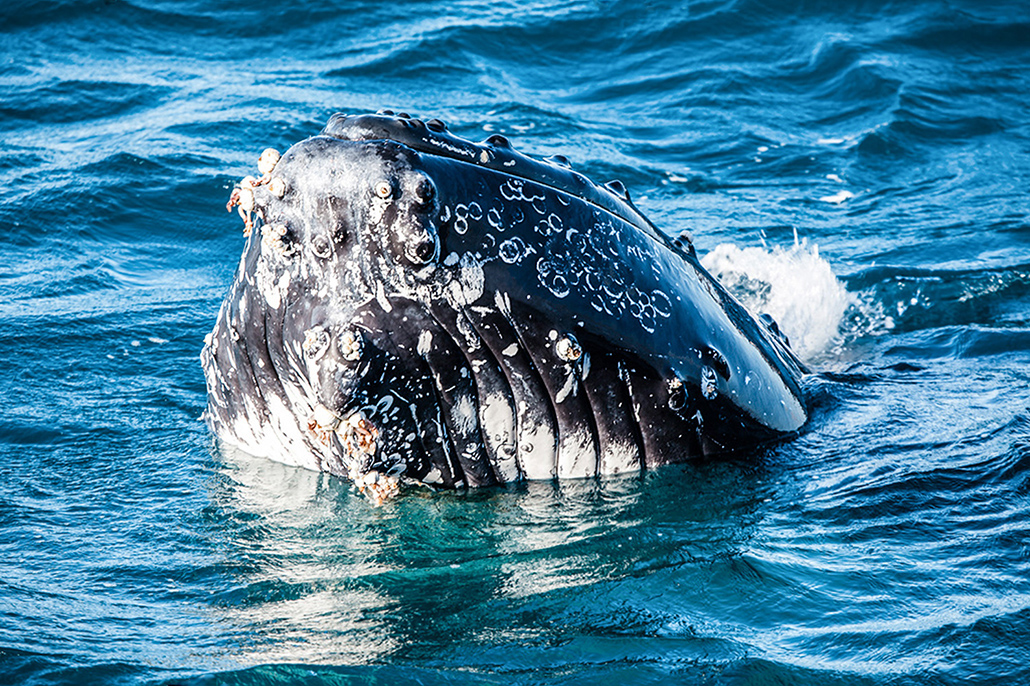 Close-up of a humpback whale surfacing near a boat in Hervey Bay