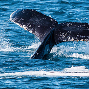 Humpback whale tail diving beneath the water during whale watching in Hervey Bay