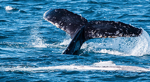 Humpback whale tail diving beneath the water during whale watching in Hervey Bay