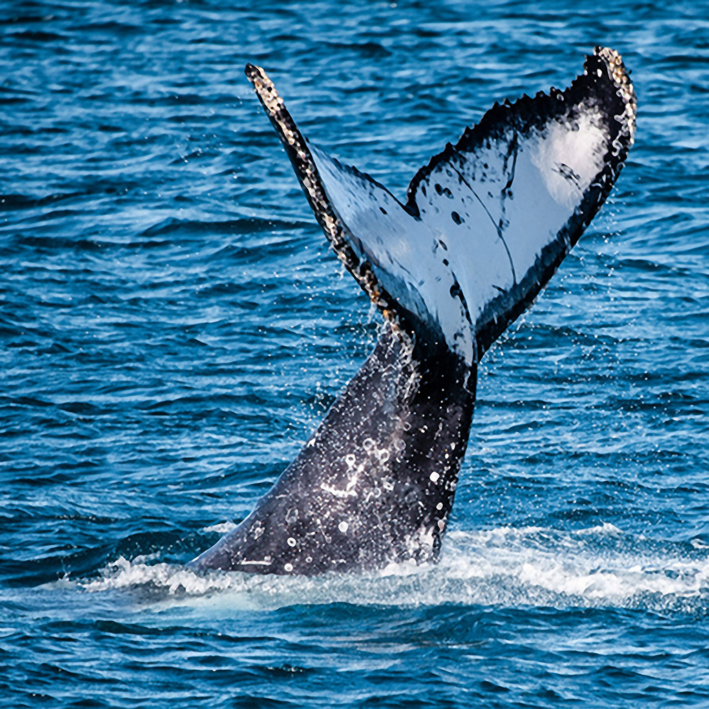 Humpback whale tail rising from the water during a whale watching tour in Hervey Bay.