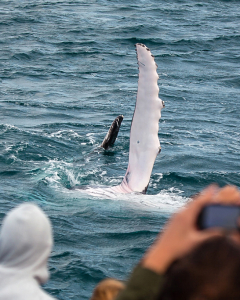 Passengers watching a humpback whale lift its pectoral fin in Hervey Bay