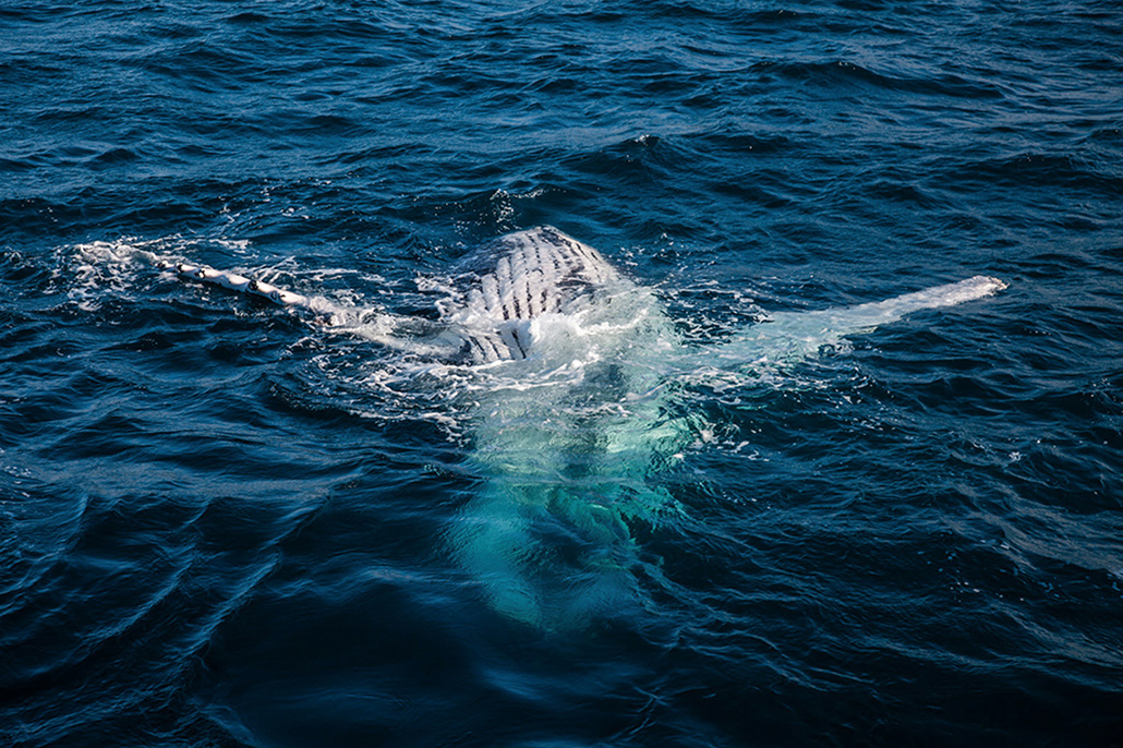 Humpback whale rolling beneath the surface in Hervey Bay