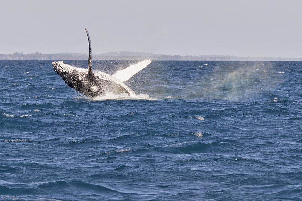 Humpback whale breaching during a whale-watching cruise in Hervey Bay