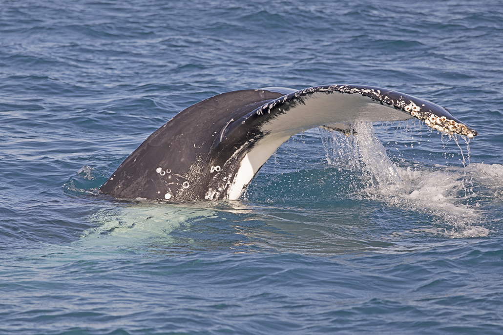 Close view of a humpback whale tail rising from the water in Hervey Bay