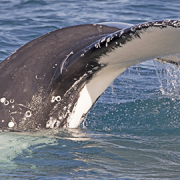 Close view of a humpback whale tail rising from the water in Hervey Bay