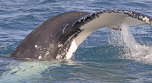 Close view of a humpback whale tail rising from the water in Hervey Bay