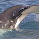 Close view of a humpback whale tail rising from the water in Hervey Bay