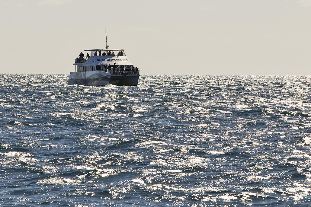 Hervey Bay Boat Club whale-watching vessel on the horizon near humpback whales