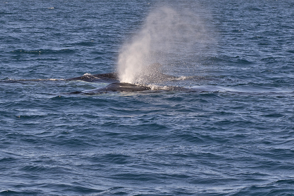 Several humpback whales surfacing together in Hervey Bay