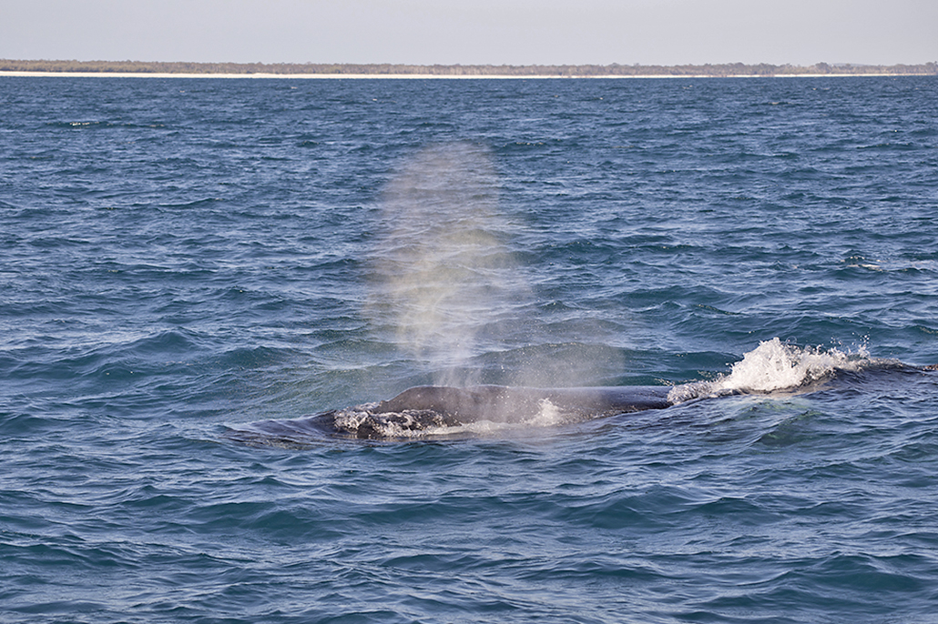 Humpback whale blowing at the surface off K’gari in Hervey Bay