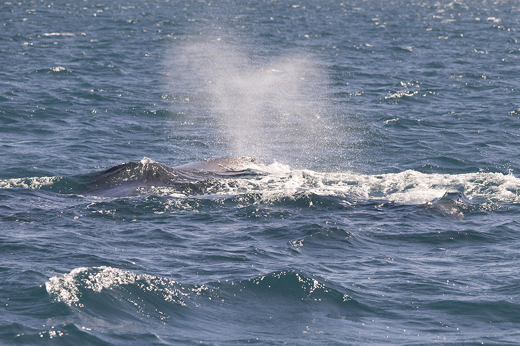 Spray rising as humpback whales move through the water in Hervey Bay