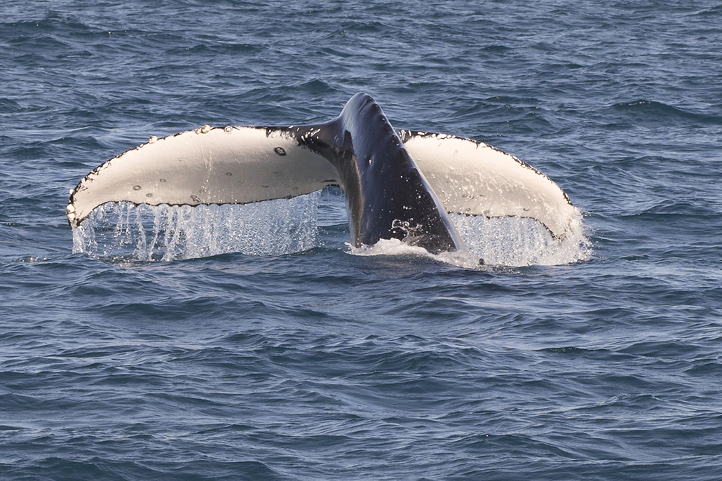 Humpback whale raising its tail above the blue waters of Hervey Bay