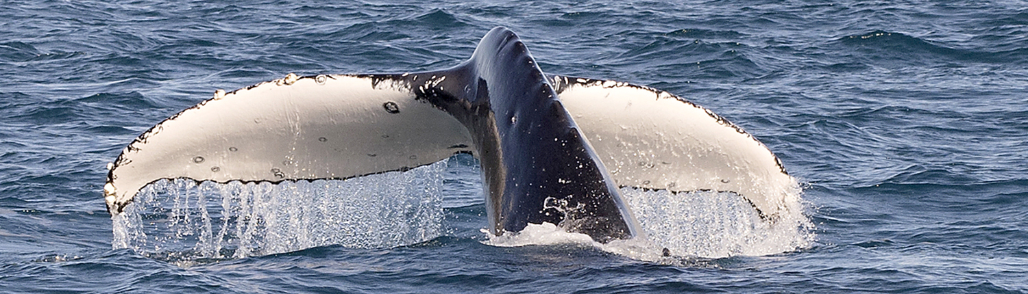 Humpback whale raising its tail above the blue waters of Hervey Bay